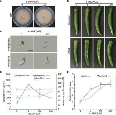 Role of the cAMP signaling pathway in the dissemination and development on pepper fruit anthracnose disease caused by Colletotrichum scovillei